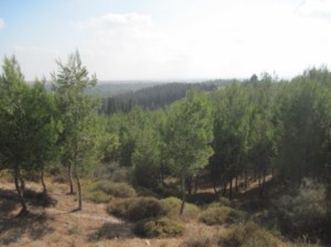 A forest in Israel